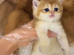 -青奢宠物·青奢猫舍