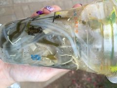 两淮一绝鸡丝辣汤-两淮一绝鸡丝辣汤(交通路店)