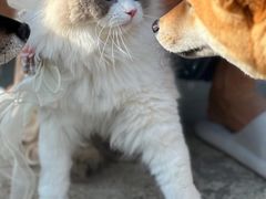 -小意思咖啡店(草桥店)