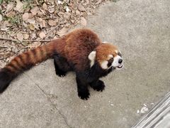 -合肥野生动物园