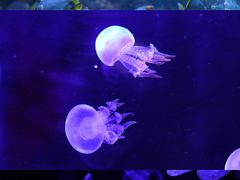 -海合安青岛极地海洋公园
