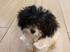 -天宠宠物医院24小时·急重症诊疗中心·全科·腔镜特色(和平分院)