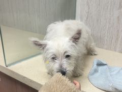 -爱派特动物医院·全科诊疗中心