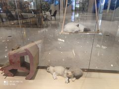 -momokira米努特·德文卷毛猫·棉花面纱犬