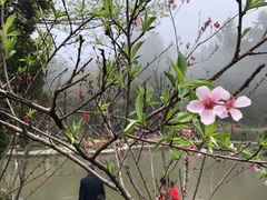 -庐山风景区花径公园