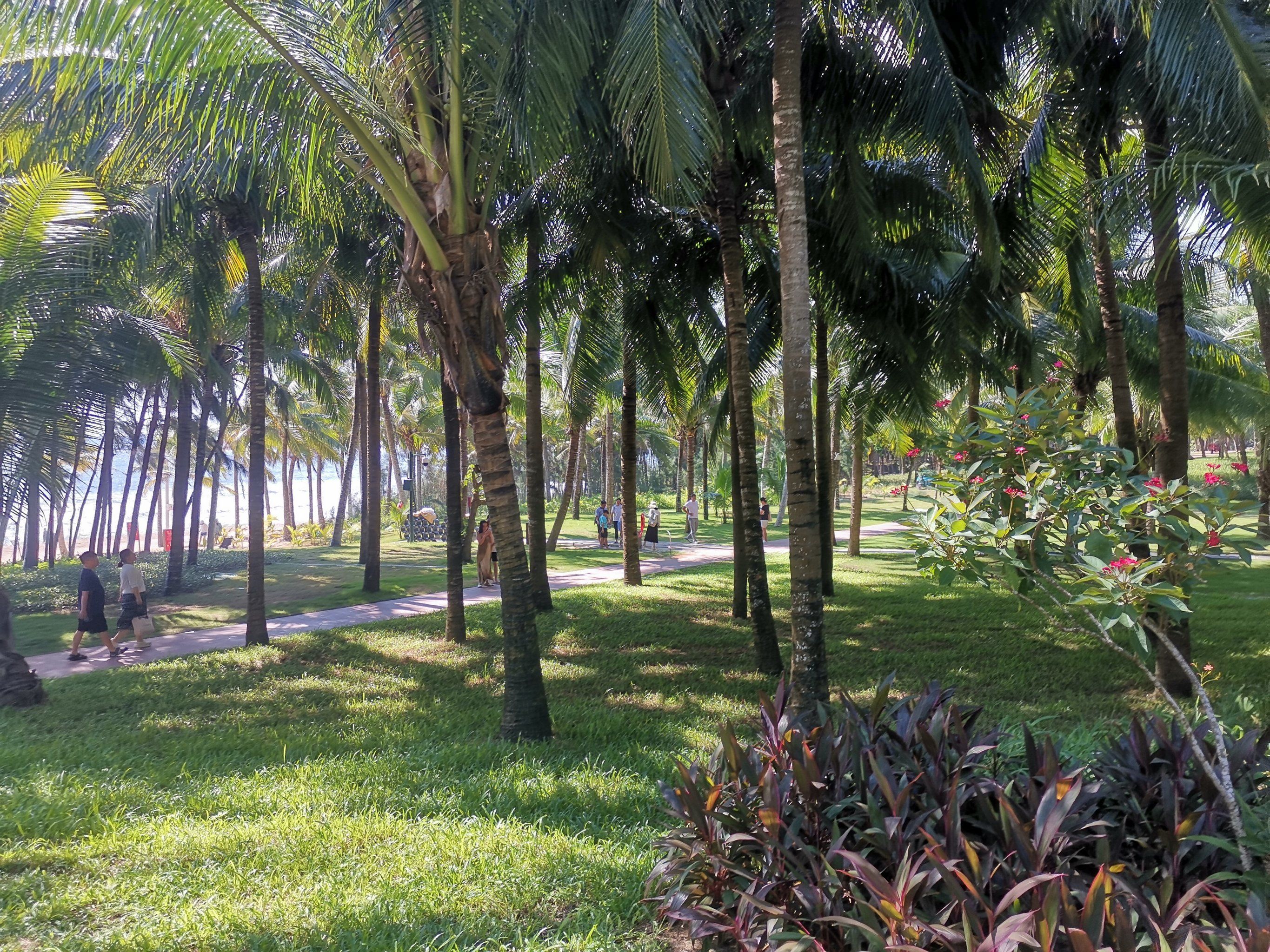 0元玩转这座城 海南的椰子林,让人心醉,太美了