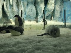 -帝企鹅自助餐厅•儿童岛•真企鹅(长隆企鹅酒店)