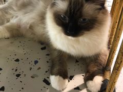 -喵喵咪呀布偶猫咖(春熙路店)