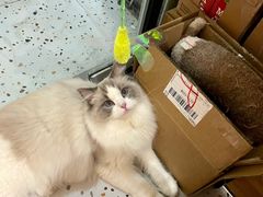 -滚猫咖啡·猫咖·猫友好撸猫(未来城店)