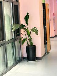 -郑州缔莱美医疗美容医院