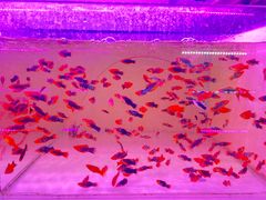 -青石桥花鸟鱼虫市场(叠翠城店)