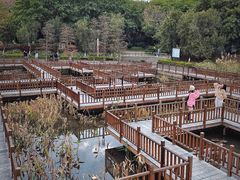 -五缘湾湿地公园