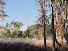 -昆山城市生态森林公园