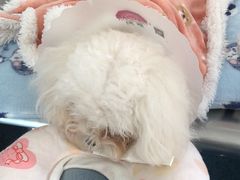 -北京赛佳动物医院