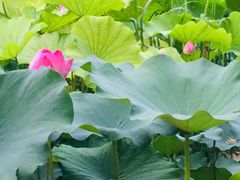 -黄村公园
