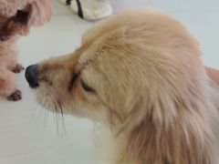 -全心全意连锁动物医院·微创中心·内科急重症·心脏专科(丰管路店)