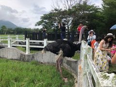 -瑞穗牧场