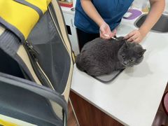 -瑞派动物医院·绝育·犬猫全科·预防医学(光景江南中店)