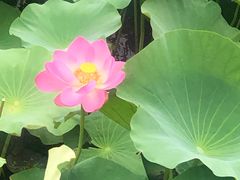 -荷塘月色湿地公园·向阳花洲