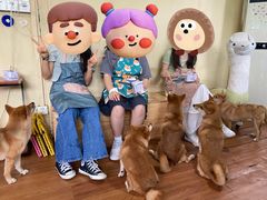 -柴犬高等学院·狗咖·柴犬售卖·宠物训练