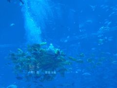-亚特兰蒂斯•OSSIANO奥西亚诺海底餐厅