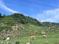 -芦芽山旅游度假区