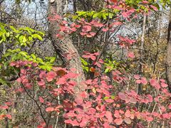 -北京西山国家森林公园