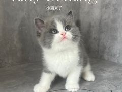 -小猫来了·猫舍(红山六九七九店)