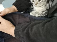 -伟伟宠物医院·CT影像中心·瑞派犬猫综合性门诊(汉口总院)