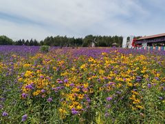 -北纬44度·金珠花海休闲农业旅游景区