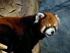 -Zoolung Zoolung动物主题公园(海信广场店)