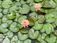 -眉山湿地公园(东坡区)