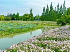 -花开海上生态园