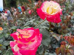 -人民公园(罗湖区)