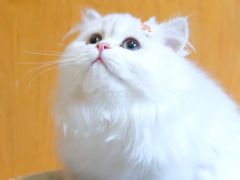-喵zoo家庭繁育猫舍(尖东智能花园店)