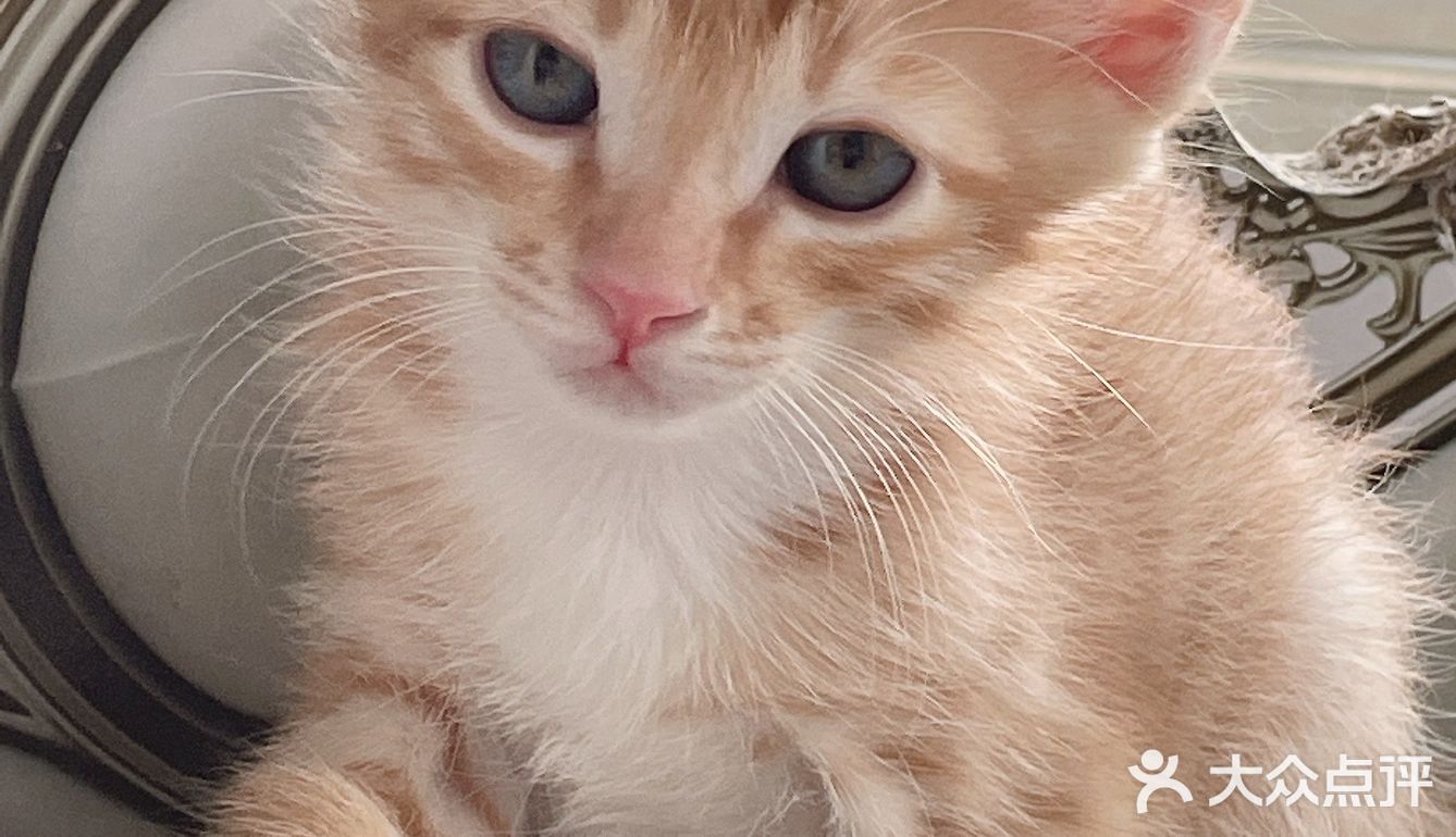 免费领养暹罗猫和橘猫串串小奶猫