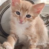 免费领养暹罗猫和橘猫串串小奶猫