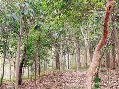 -上海佘山国家森林公园天马山园