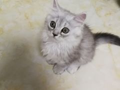 -伟伟宠物医院·CT影像中心·瑞派犬猫综合性门诊(汉口总院)