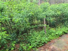 -帽儿山国家森林公园