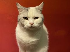-猫色咖啡·猫咖