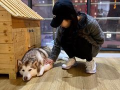 -Husky Go! 哈士奇体验馆·宠物咖啡厅狗咖