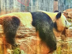 -中国大熊猫保护研究中心雅安碧峰峡基地