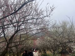-香雪海