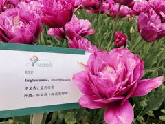 -上海鲜花港