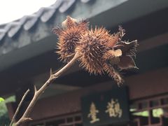 -广州神农草堂中医药博物馆