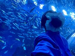 -海合安成都极地海洋公园