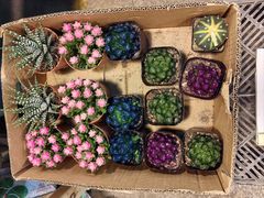 -双季花艺园艺市场(浦东店)