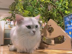 -猫色咖啡·猫咖