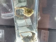 -广东中医药博物馆
